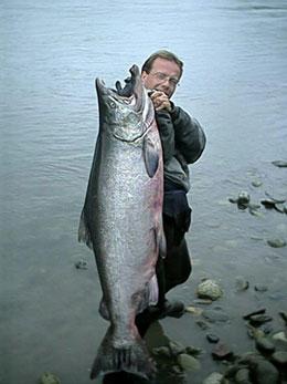 Although this is not a Kalum River Chinook it is one heck of a BIG FISH landed on the Skeena River near Terrace.